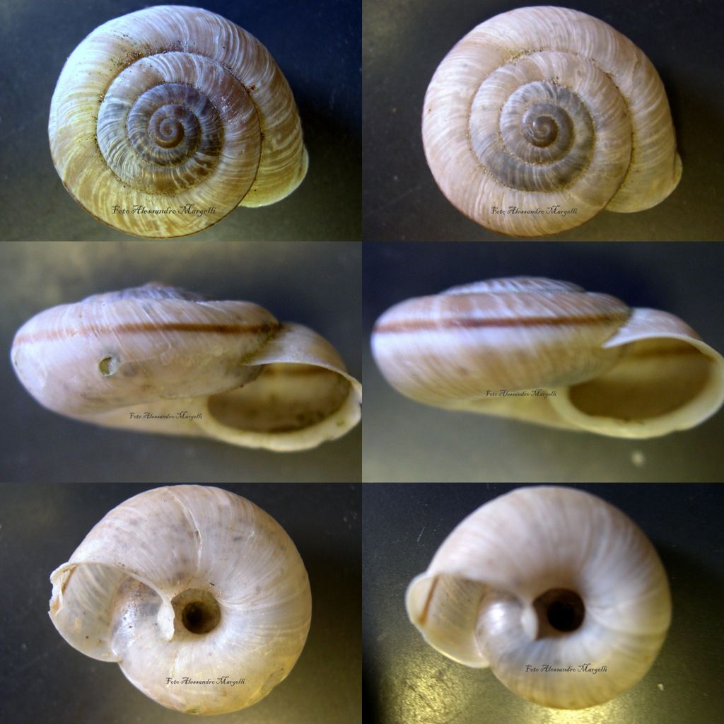 Chilostoma cingulatum , un''altra forma